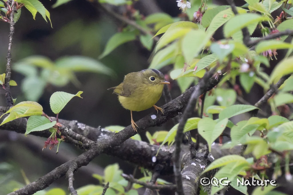 比氏鹟莺(Phylloscopus valentini)