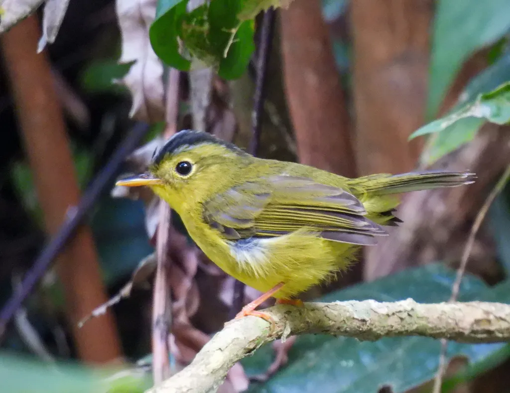 韦氏鹟莺(Phylloscopus whistleri)