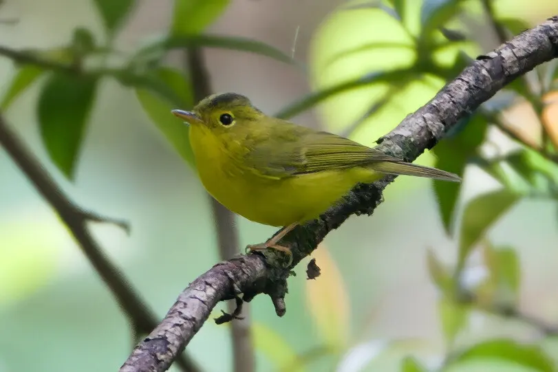 韦氏鹟莺(Phylloscopus whistleri)