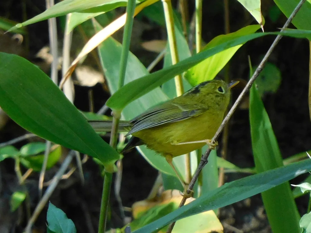 韦氏鹟莺(Phylloscopus whistleri)