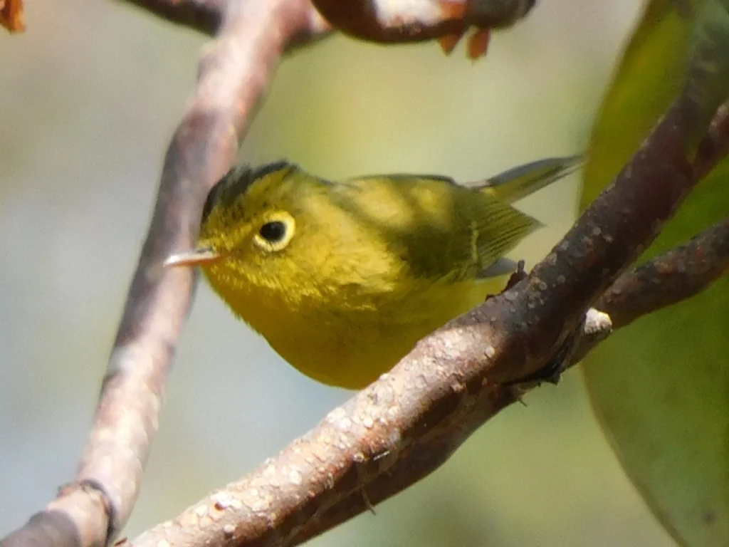韦氏鹟莺(Phylloscopus whistleri)