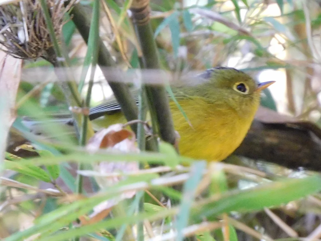 韦氏鹟莺(Phylloscopus whistleri)