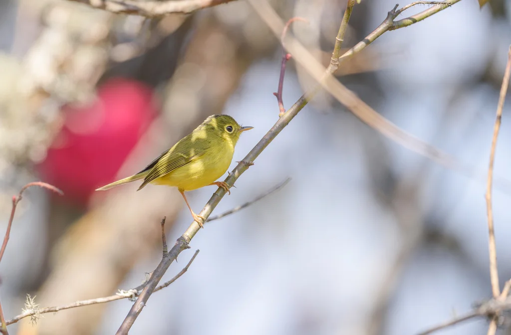 韦氏鹟莺(Phylloscopus whistleri)