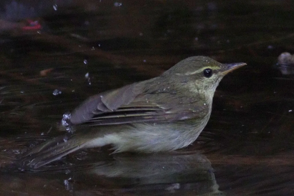 日本柳莺(Phylloscopus xanthodryas)