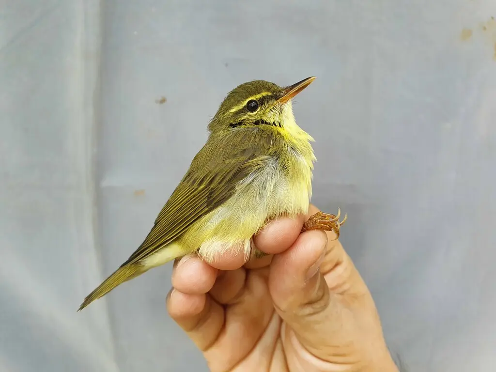 日本柳莺(Phylloscopus xanthodryas)