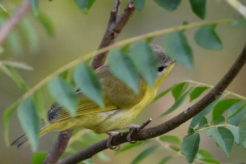 灰头柳莺