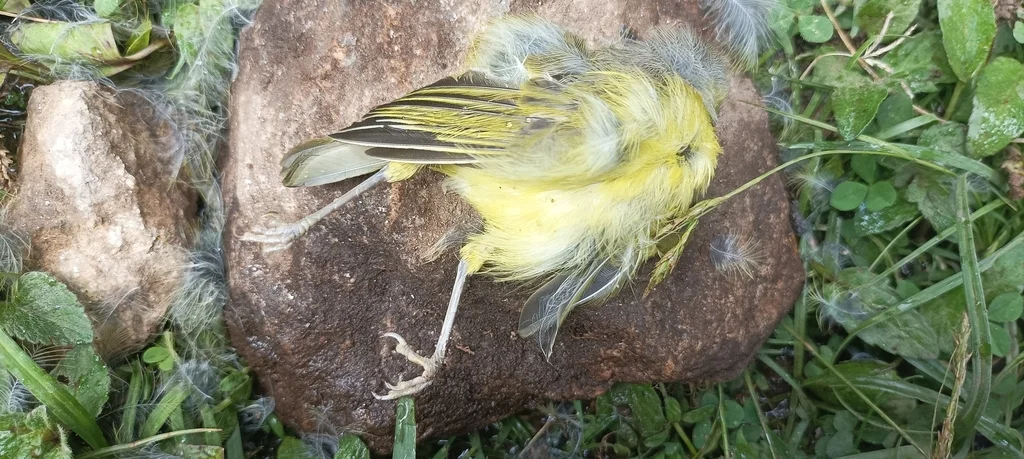 灰头柳莺(Phylloscopus xanthoschistos)