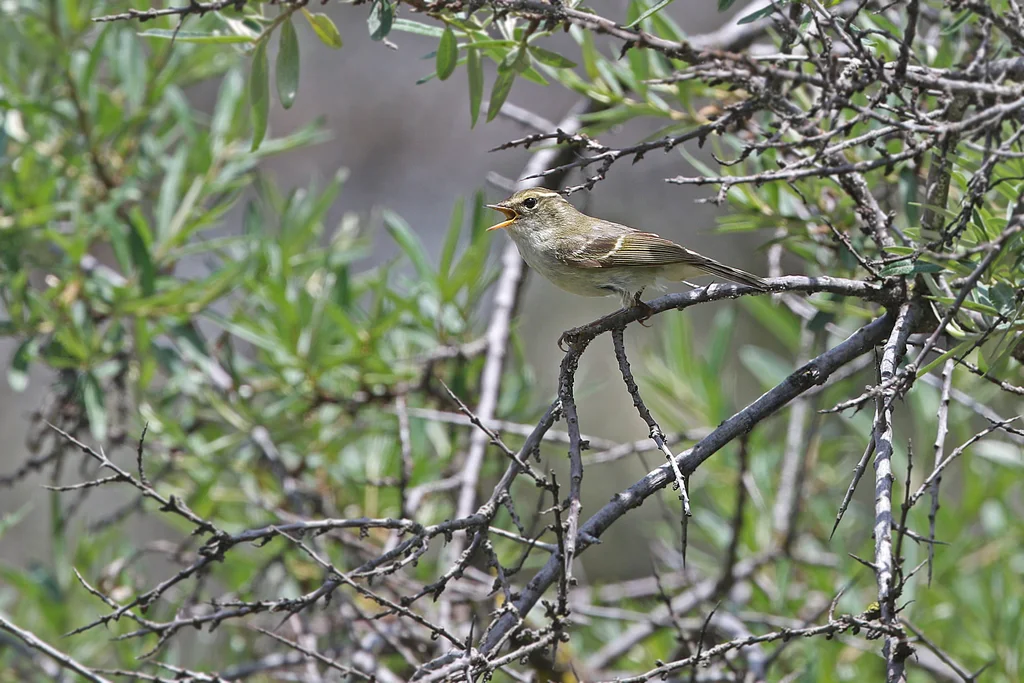 云南柳莺(Phylloscopus yunnanensis)