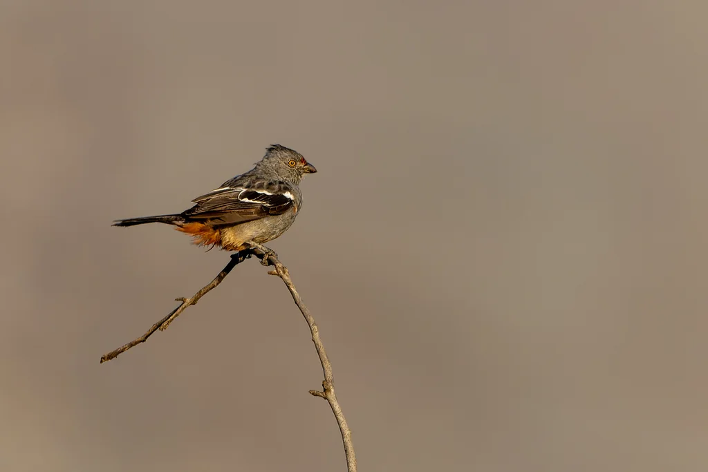 秘鲁割草鸟(Phytotoma raimondii)