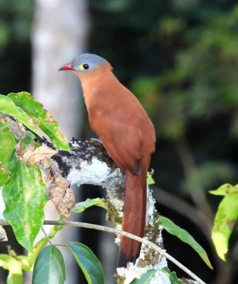 黑腹棕鹃(Piaya melanogaster)