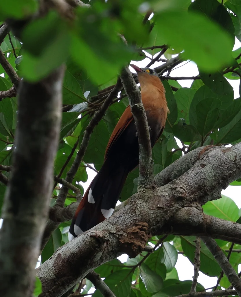 黑腹棕鹃(Piaya melanogaster)