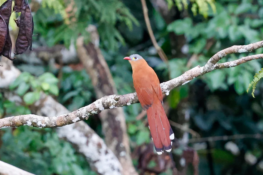 黑腹棕鹃(Piaya melanogaster)