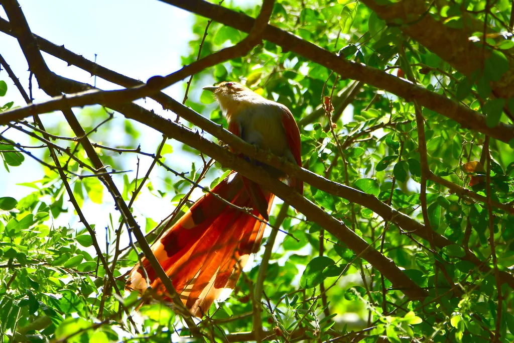 Piaya mexicana(Piaya mexicana)