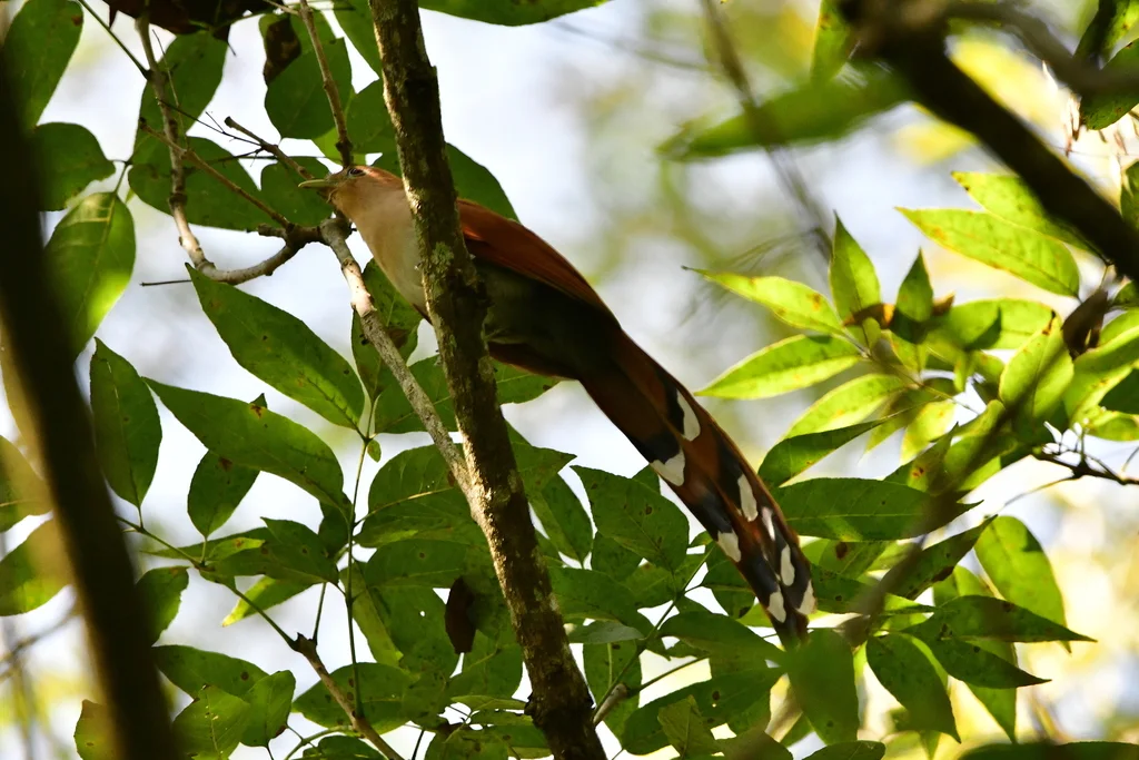 Piaya mexicana(Piaya mexicana)