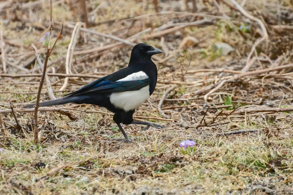 青藏喜鹊(Pica bottanensis)