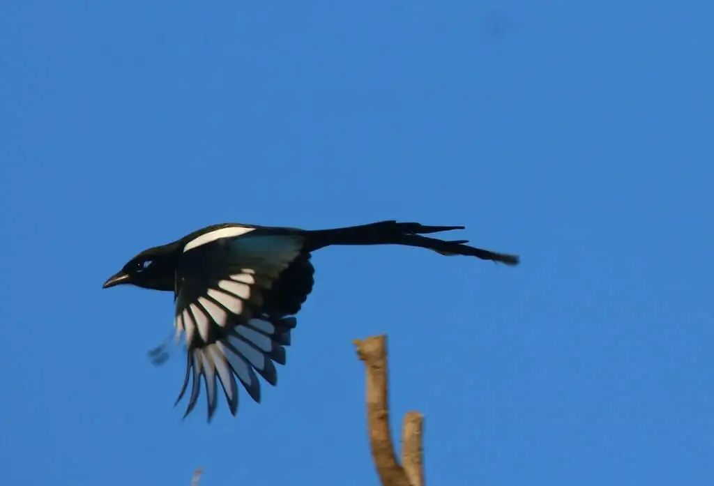 北非喜鹊（Pica mauritanica）