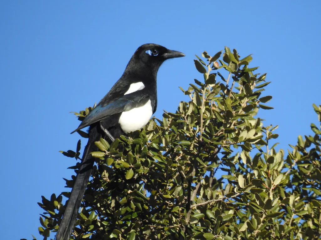 北非喜鹊（Pica mauritanica）