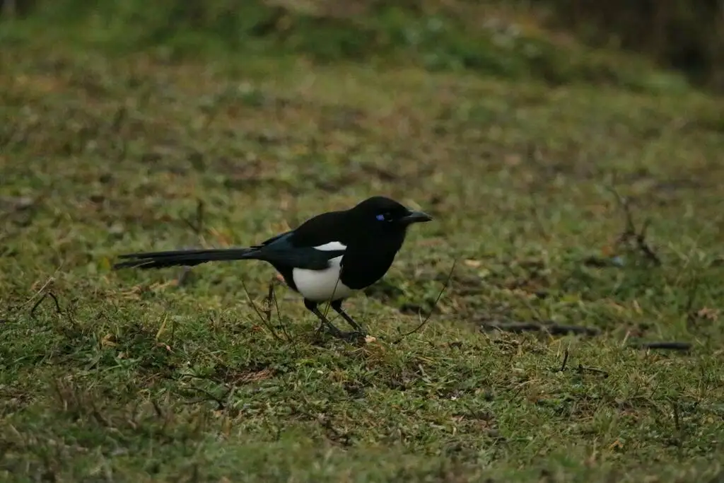 北非喜鹊（Pica mauritanica）