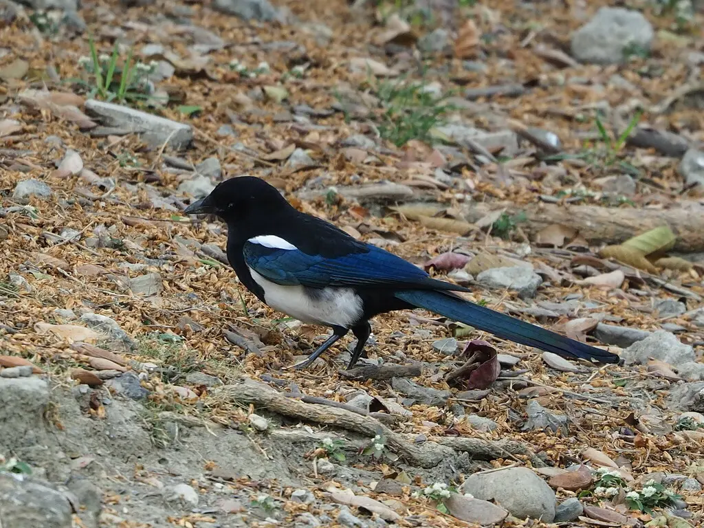 喜鹊(Pica serica)