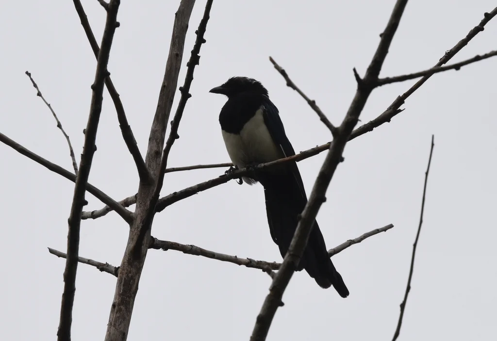 喜鹊(Pica serica)