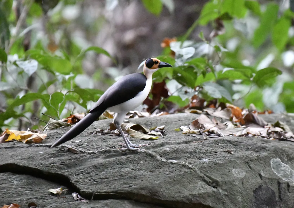 白颈岩鹛(Picathartes gymnocephalus)