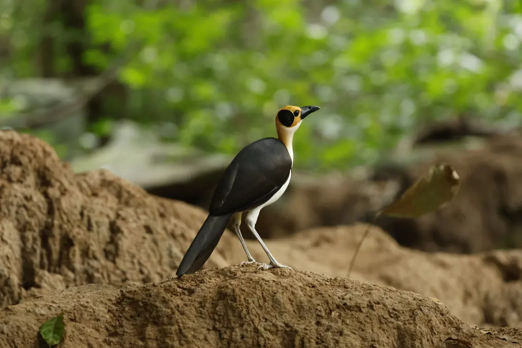 白颈岩鹛(Picathartes gymnocephalus)