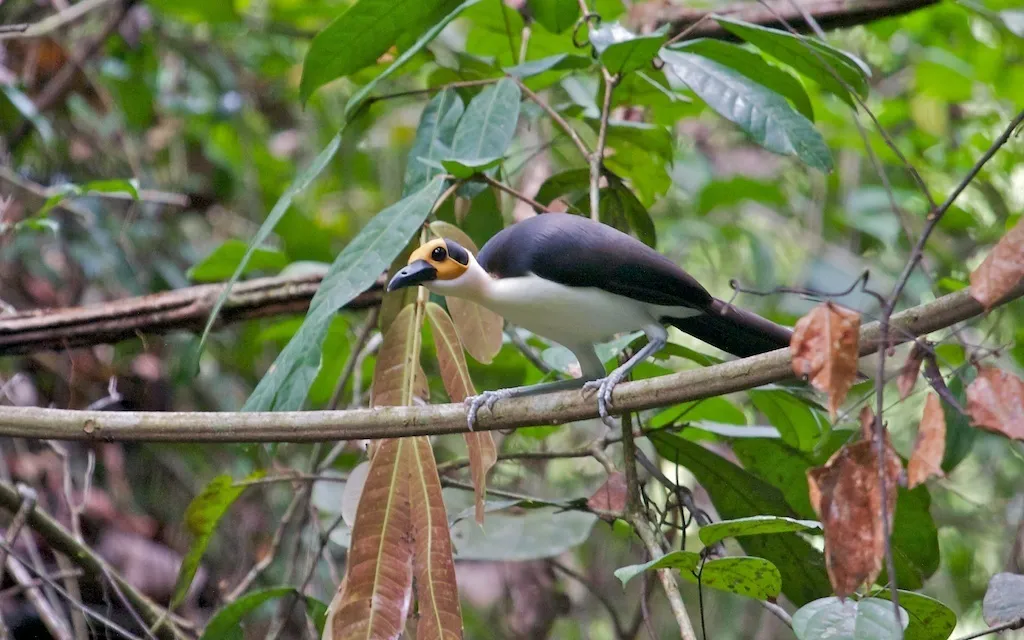 白颈岩鹛(Picathartes gymnocephalus)