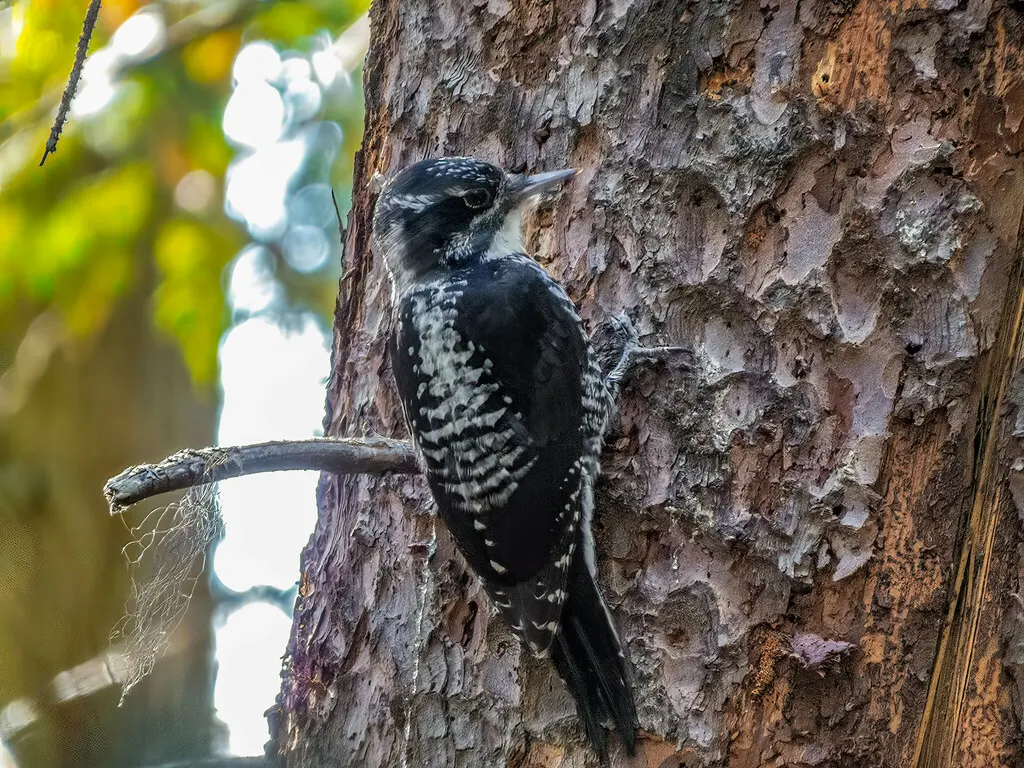 美洲三趾啄木鸟（Picoides dorsalis）
