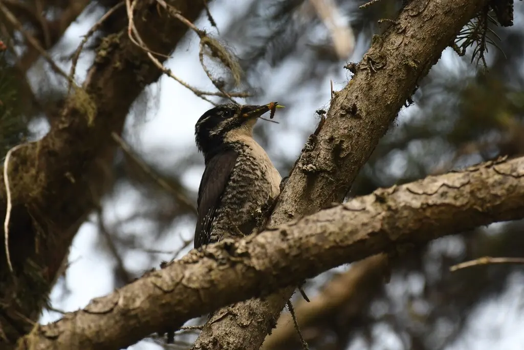 美洲三趾啄木鸟（Picoides dorsalis）