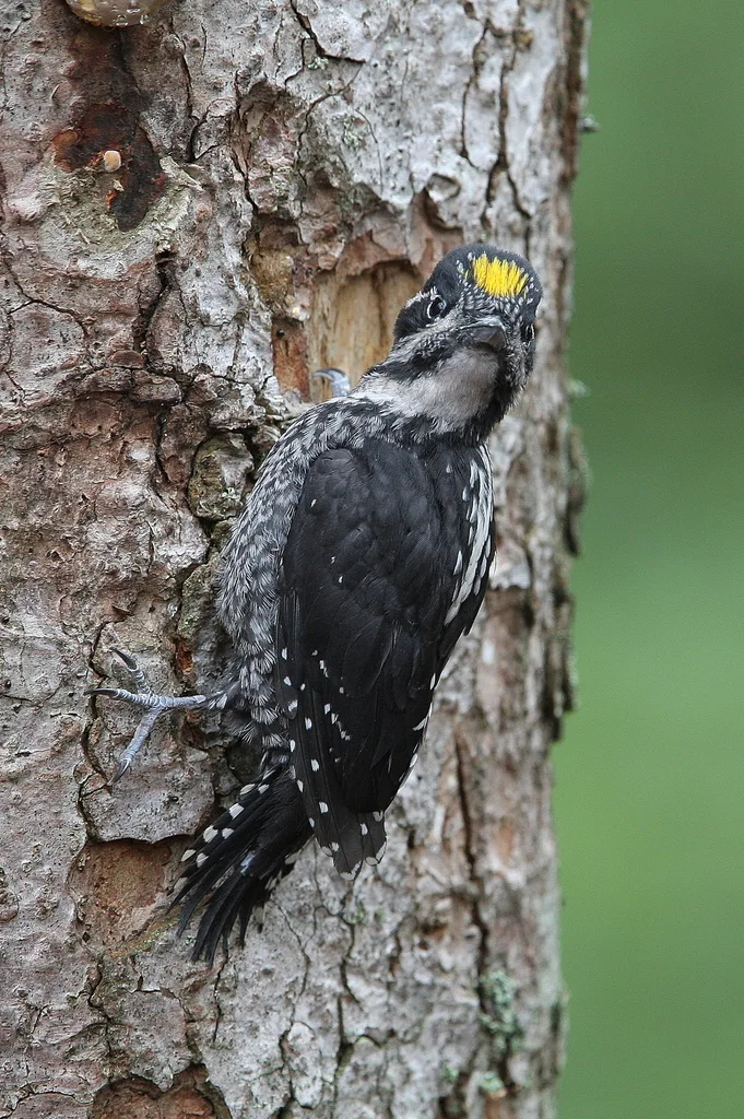 三趾啄木鸟（Picoides tridactylus）