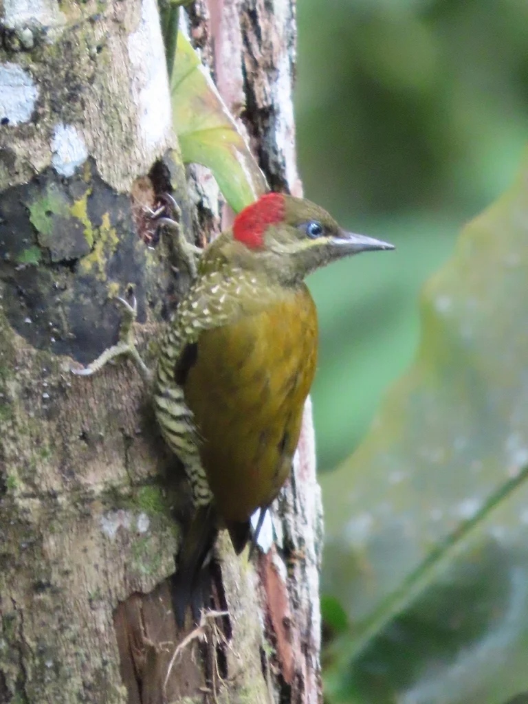纹颊啄木鸟(Piculus callopterus)