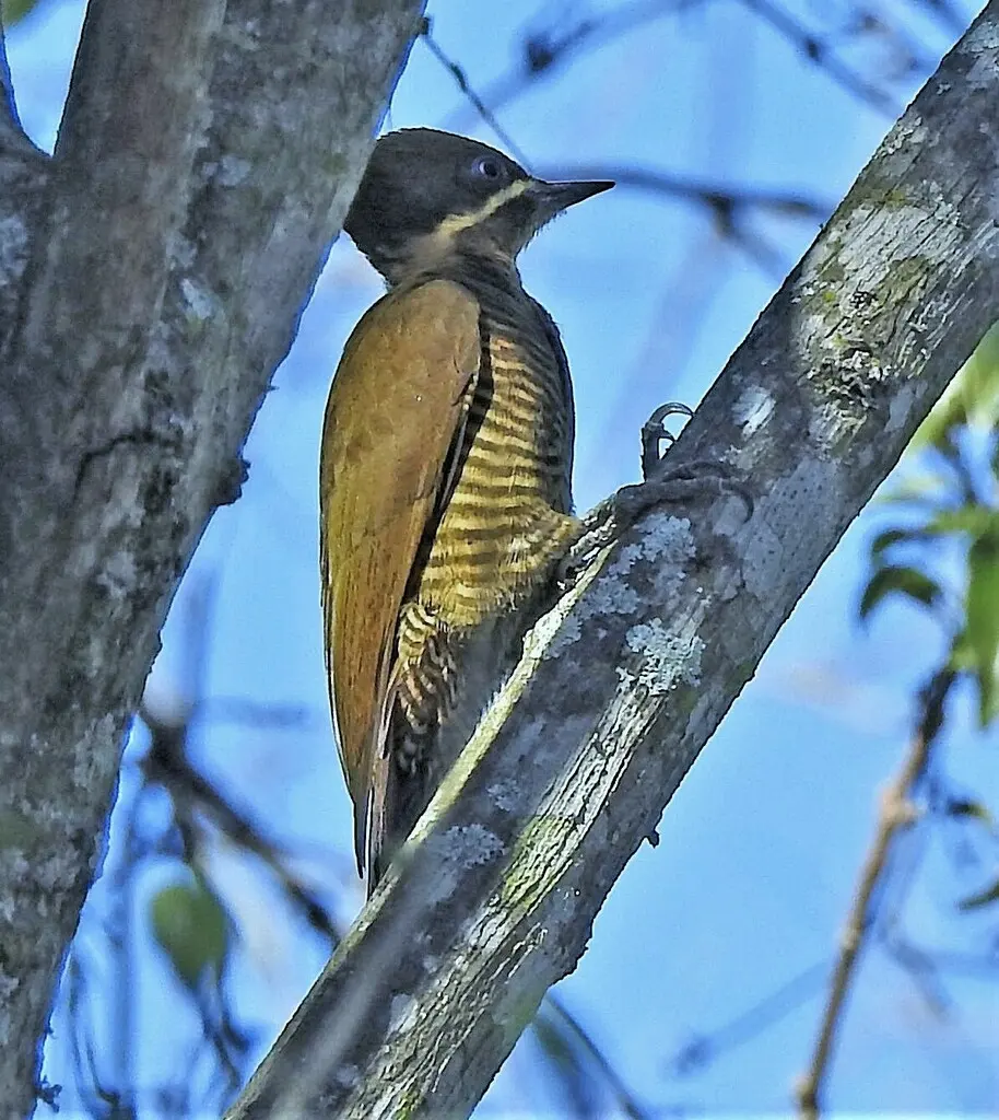 黄绿啄木鸟(Piculus chrysochloros)