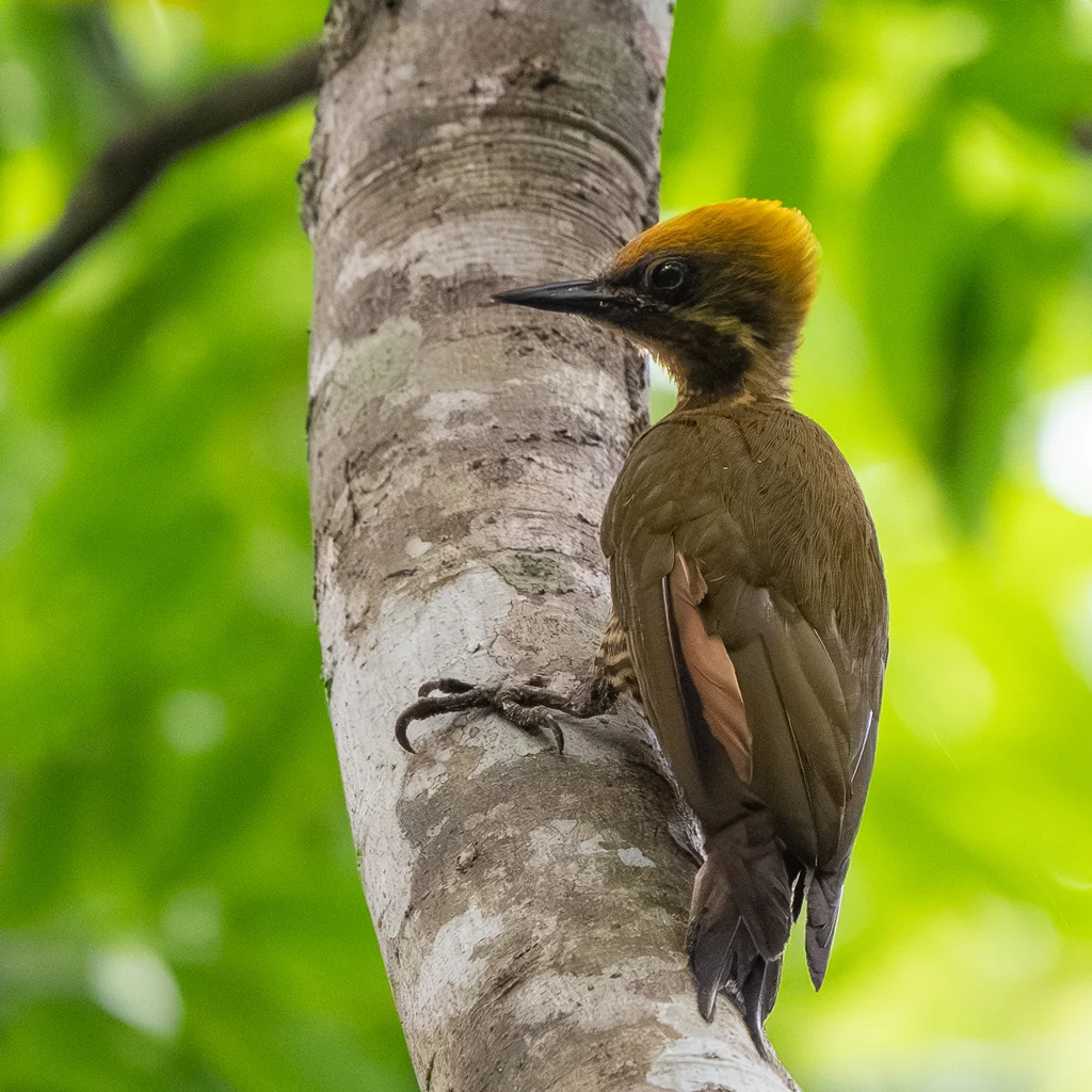 黄绿啄木鸟(Piculus chrysochloros)