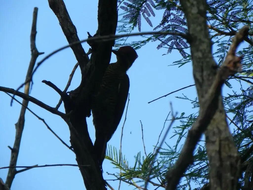 黄绿啄木鸟(Piculus chrysochloros)