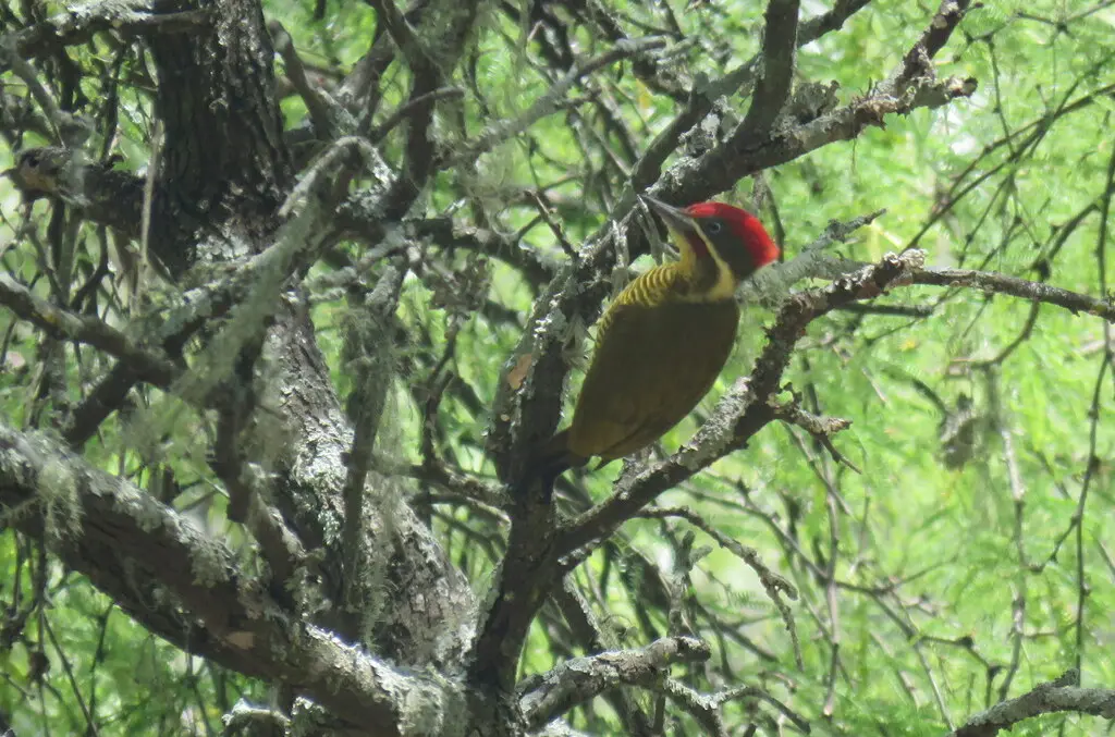 黄绿啄木鸟(Piculus chrysochloros)