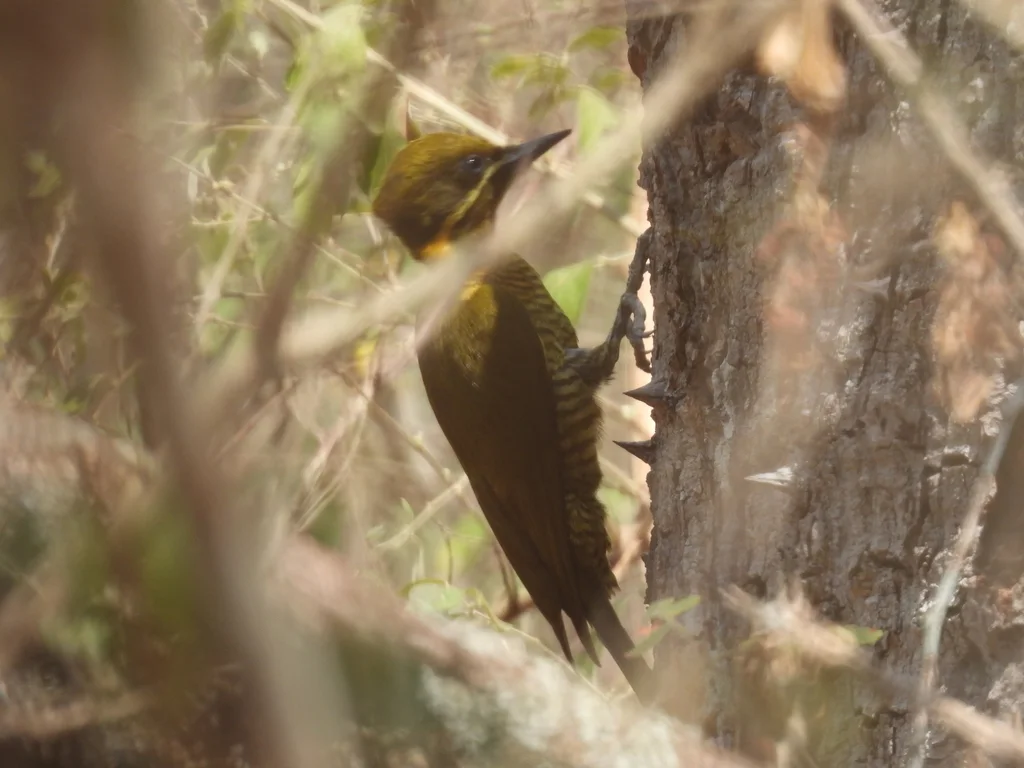 黄绿啄木鸟(Piculus chrysochloros)