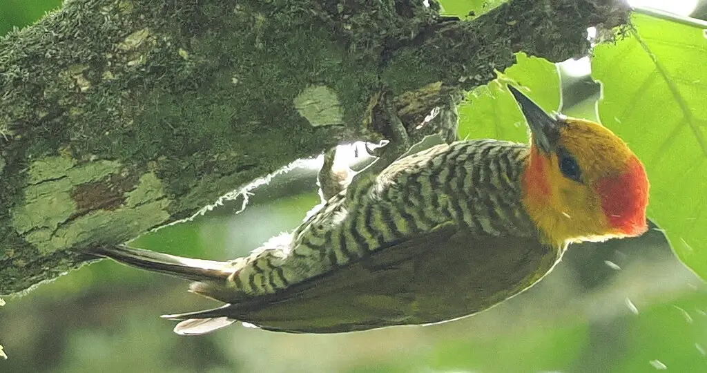 黄喉啄木鸟(Piculus flavigula)