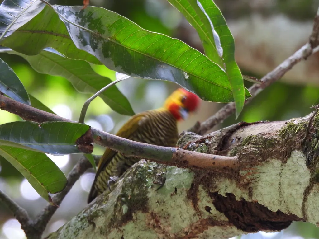 黄喉啄木鸟(Piculus flavigula)
