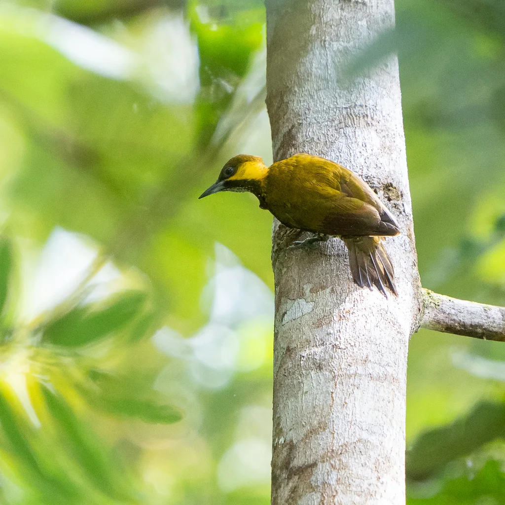 利塔啄木鸟（Piculus litae）