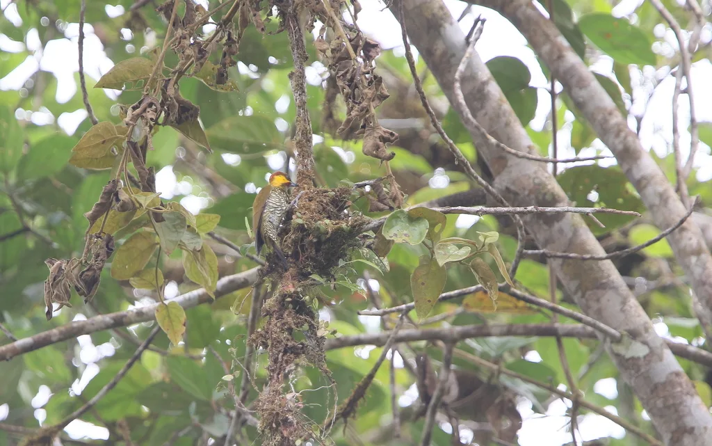 利塔啄木鸟（Piculus litae）