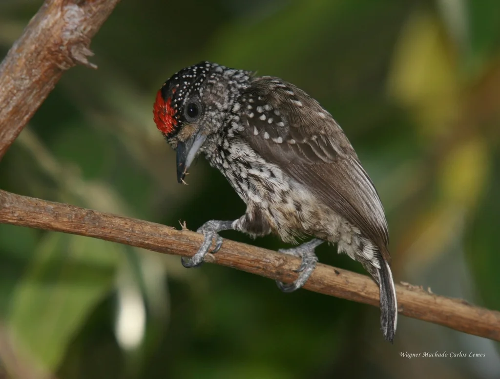 白尾姬啄木鸟（Picumnus albosquamatus）