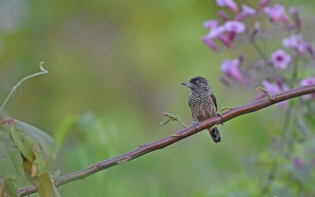 白尾姬啄木鸟（Picumnus albosquamatus）