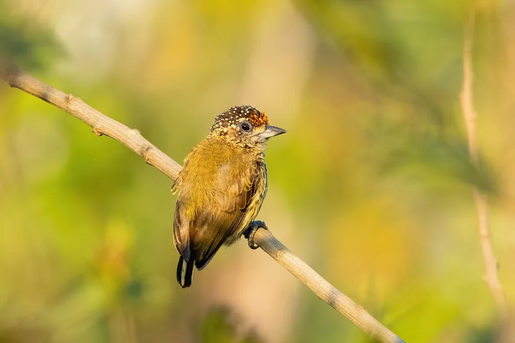 金额姬啄木鸟(Picumnus aurifrons)