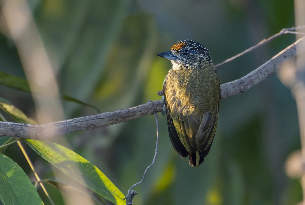 金额姬啄木鸟(Picumnus aurifrons)