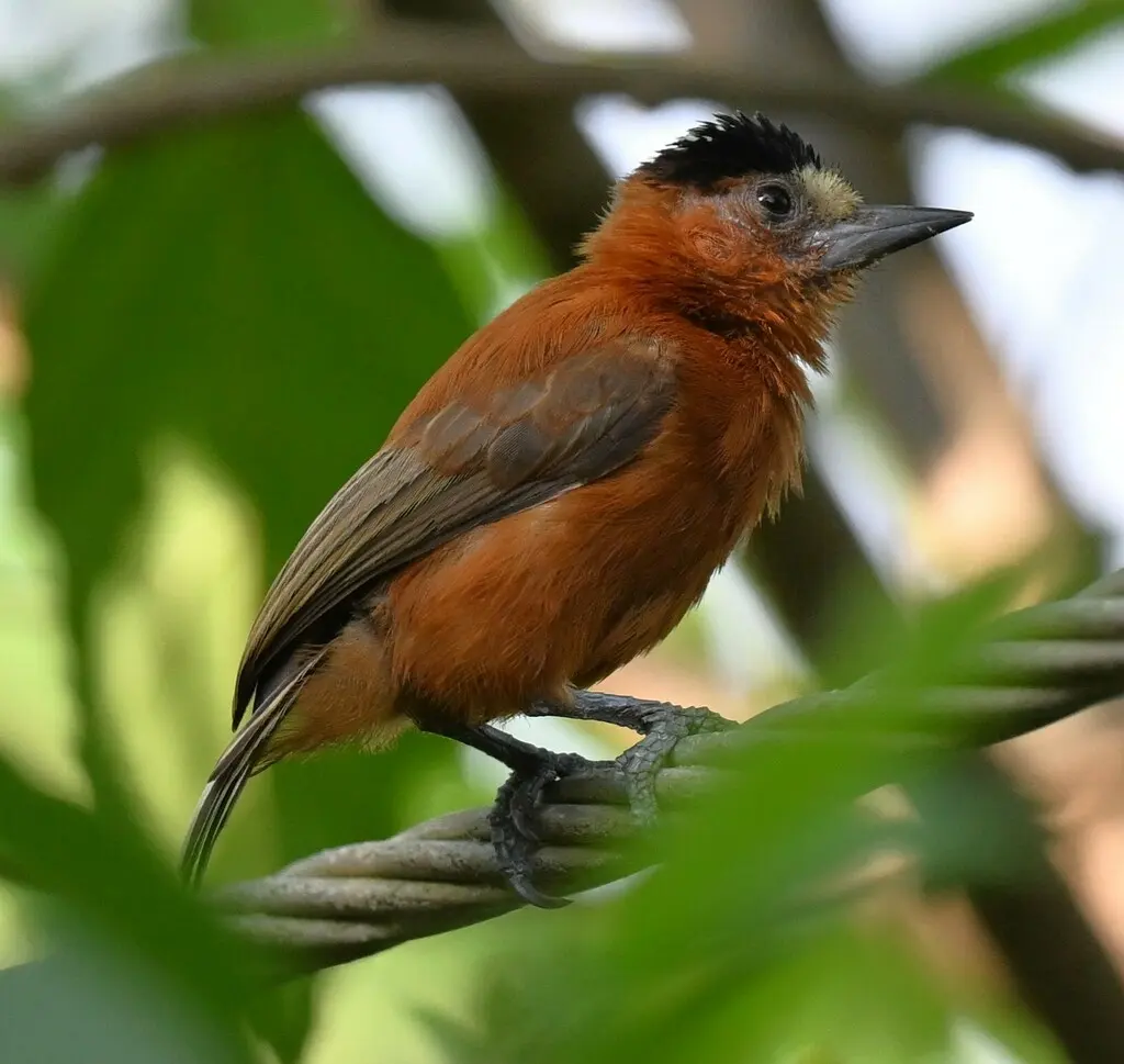 栗姬啄木鸟(Picumnus cinnamomeus)
