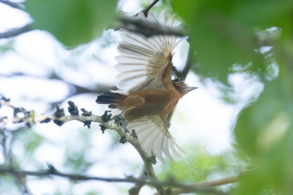 栗姬啄木鸟(Picumnus cinnamomeus)