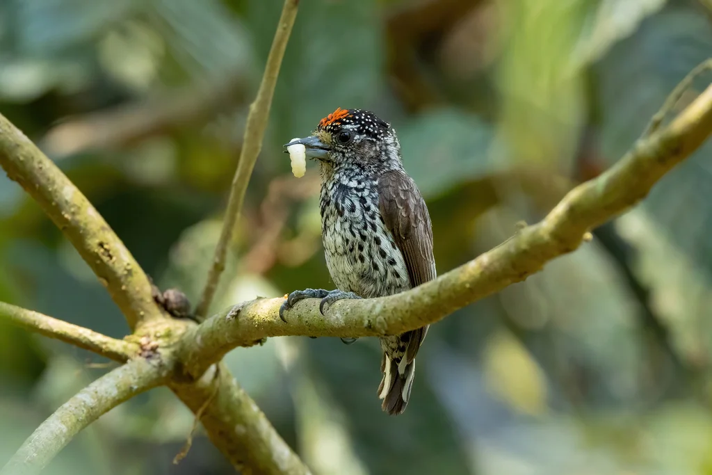 眼斑姬啄木鸟（Picumnus dorbignyanus）