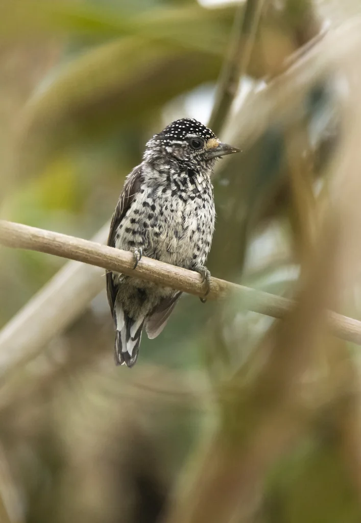 眼斑姬啄木鸟（Picumnus dorbignyanus）