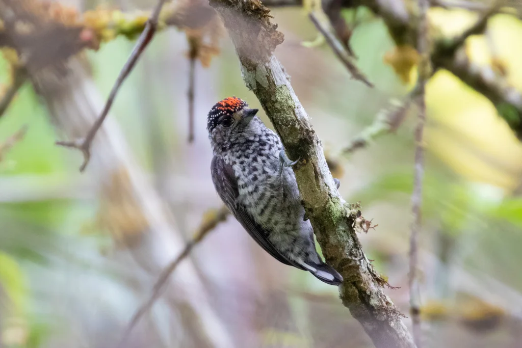 眼斑姬啄木鸟（Picumnus dorbignyanus）