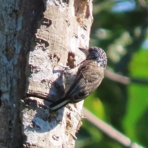 眼斑姬啄木鸟（Picumnus dorbignyanus）